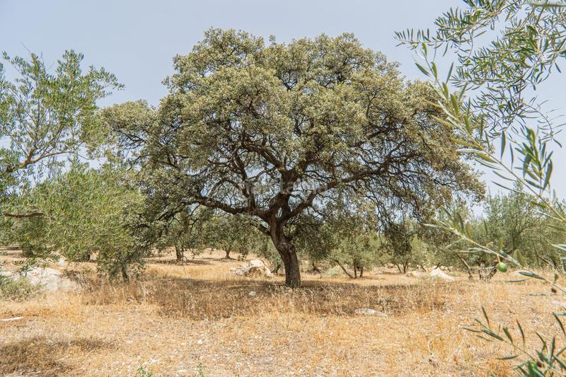 Foto 5c6c84cd-957a-4102-bbbb-2f892fd8654b. Wohngrundstück in Colmenar