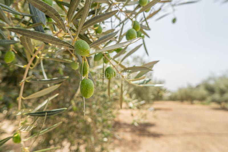 Foto abbb64d3-38ca-440f-b800-318d130162f7. Wohngrundstück in Colmenar