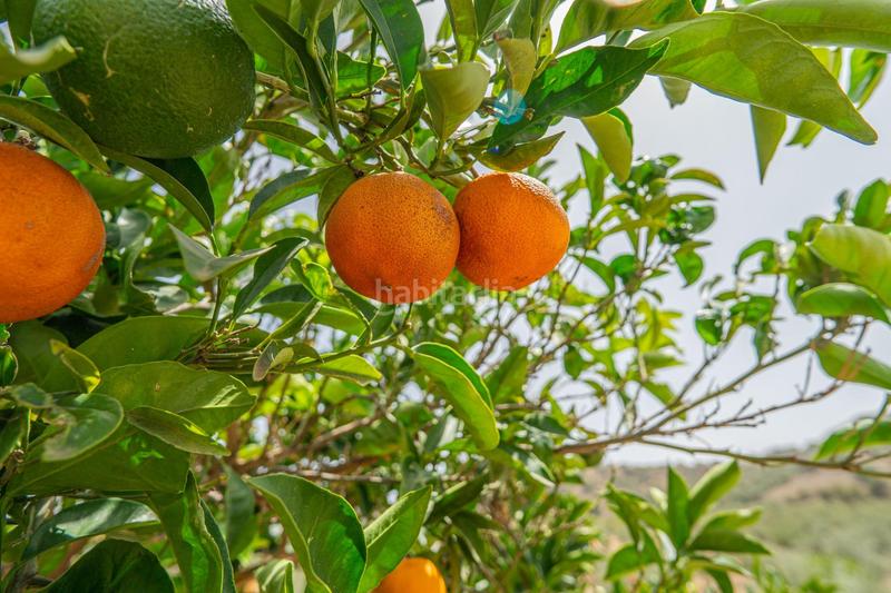 Foto caeb9834-8fa4-44d3-a89b-b892cb553650. Wohngrundstück in Colmenar