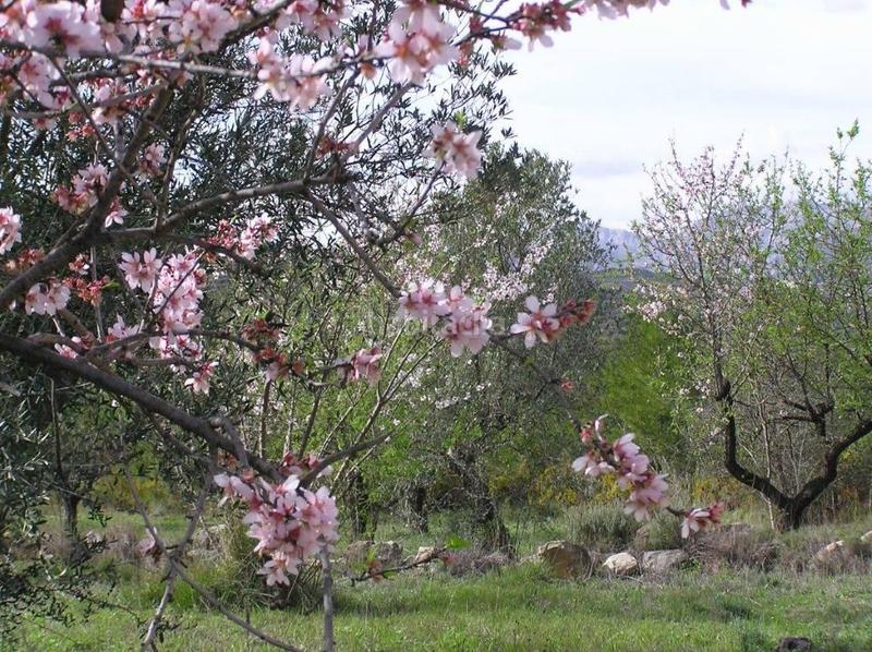 Foto ad1dc734-ba0d-46d4-a06a-83aa7dfe576e. Propriété dans Guadalest