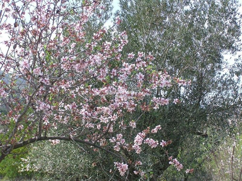 Foto dd502d66-bf28-4e90-b2cb-ad37b43964af. Propriété dans Guadalest