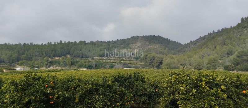 Foto dc6177de-5beb-4835-abc1-3c232bc0edd8. Finca rústica  con nave y casa de aperos en adsubia en Atzúbia (L´)