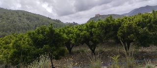 Landgut in Atzúbia (L´). Finca rústica con caseta de aperos