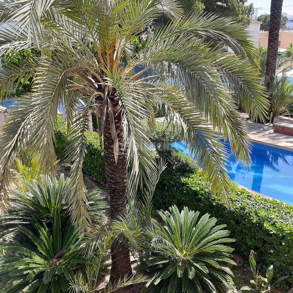 Foto 1ec1f6b9-7f8b-43b3-89b0-3fae0201520a. Chalet dans Devessa - Monte Pego Dénia