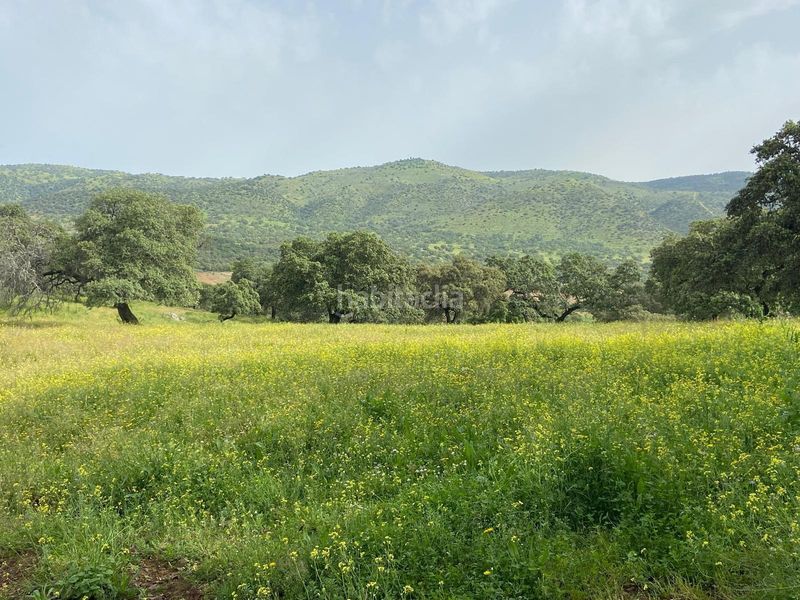 Foto 6a261508-e54a-4ed8-b599-e2d4397dd853. Finca rústica a Cazalla de la Sierra