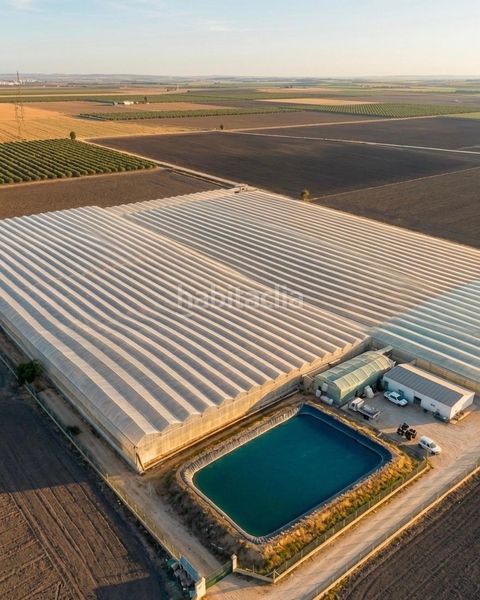 Foto 2d3cb388-507e-4e4c-ac8a-cc2c18acb01e. Finca rústica a Pedanías Sur Utrera