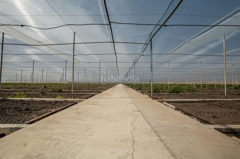 Foto af2cefa2-4539-47f0-ad79-d3ca1607fe7f. Finca rústica a Pedanías Sur Utrera