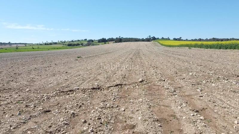 Foto 538e7c76-2e88-49c2-bb4f-b72c1a25ad7a. Terrain résidentiel dans carretera de palma 47 dans Vilafranca de Bonany