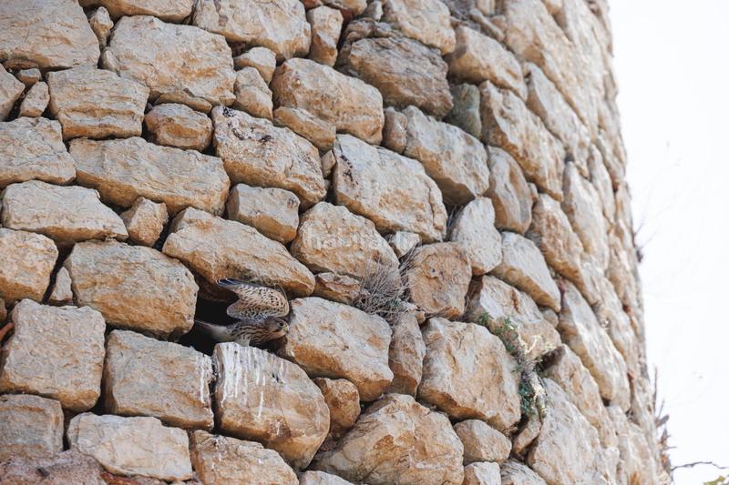 Foto cf67e586-d81e-4e1f-b524-d80da3005259. Masía torre d castillo del siglo x con licencia turística y beneficios fiscales, en venta en girona en Amer