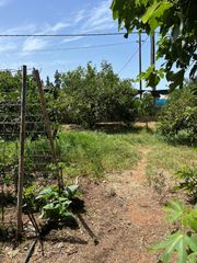 Finca rústica  Camino 898. Parcela en pinar de coig