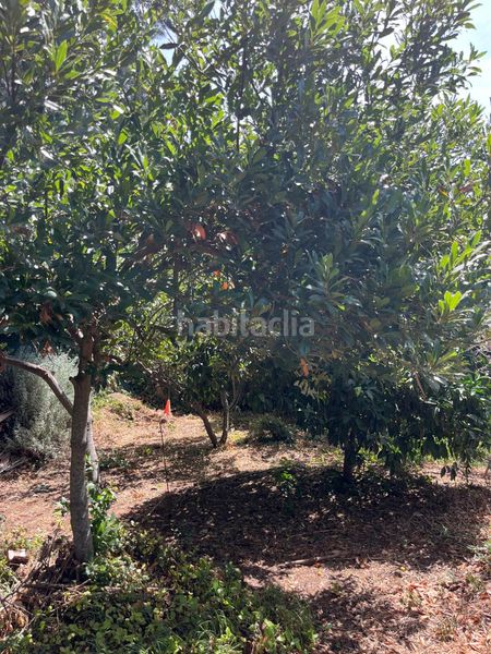 Foto 7b0c6c22-4fb8-4c4b-85dd-174a1741def8. Finca rústica a El Juncal - Vallealto Puerto de Santa María (El)