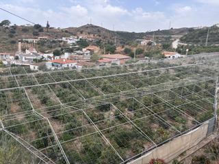 Finca rústica en Cortijo los mananas 5. Terreno invernadero