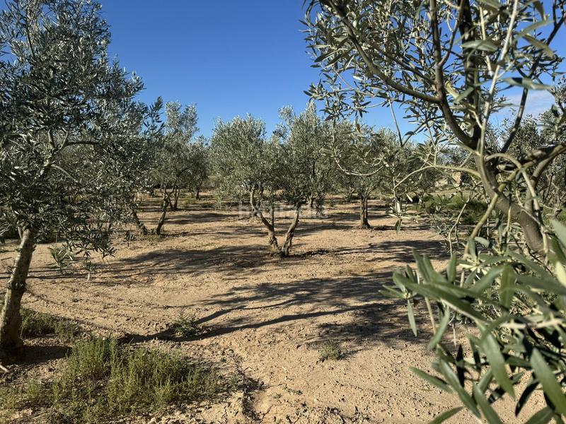 Foto 1e28e624-edde-4e53-91b2-9b4e8a33b26b. Terreno residencial finca rústica con olivos y cabana. bellveí lleida en Sant Guim de la Plana