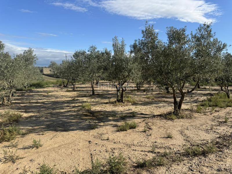 Foto 2c7bbe5d-9dd9-465b-9c93-551d8684b3ec. Terreno residencial finca rústica con olivos y cabana. bellveí lleida en Sant Guim de la Plana