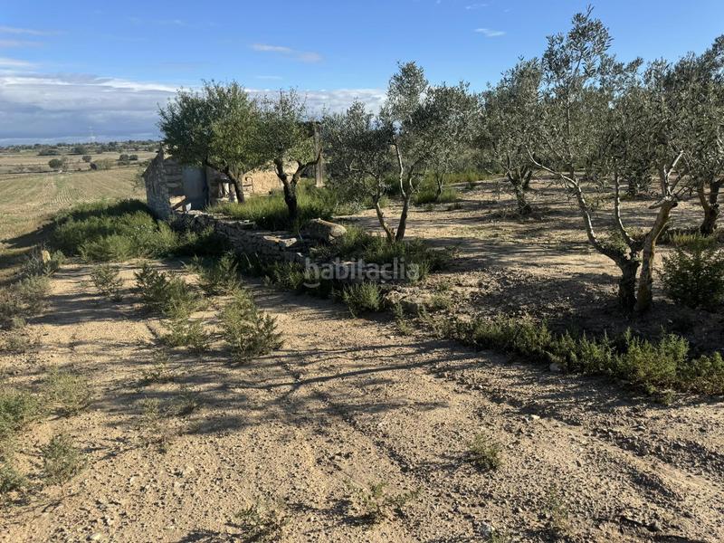 Foto 8b873f50-91d3-4bff-bf6e-b0273e3418ab. Terreno residencial finca rústica con olivos y cabana. bellveí lleida en Sant Guim de la Plana