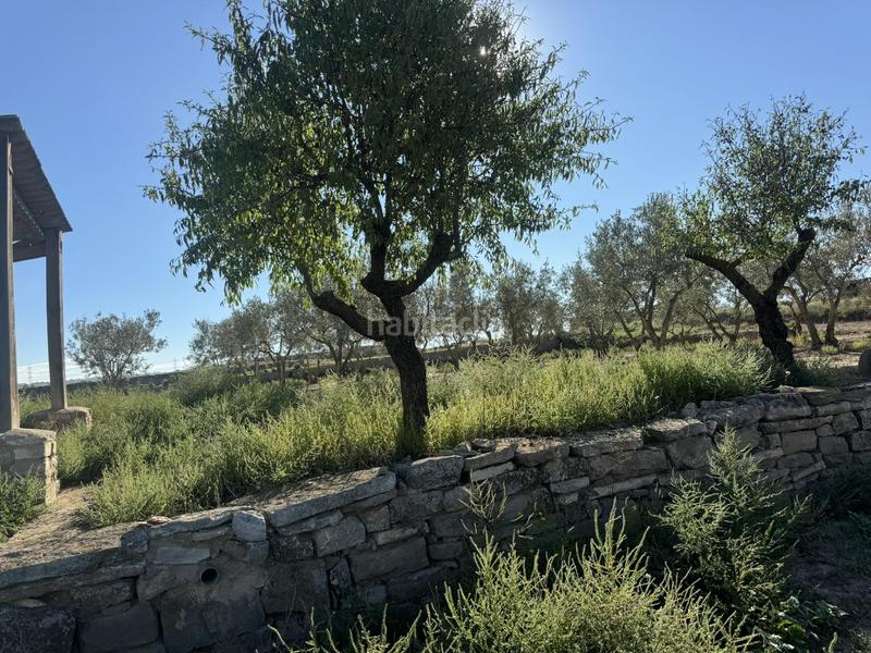 Foto bef71eae-c147-4e95-a7f3-fe8f13b5bffd. Terreno residencial finca rústica con olivos y cabana. bellveí lleida en Sant Guim de la Plana
