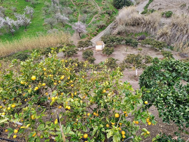 Foto 1d09f164-4d53-408e-9186-2c1848ad7e95. Chalet casa de campo en Camino Viejo de Málaga Vélez - Málaga