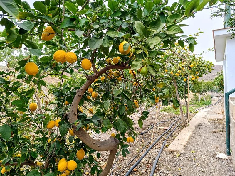 Foto 5a3f825d-91f7-4797-8ff7-3b17915c579a. Chalet casa de campo en Camino Viejo de Málaga Vélez - Málaga