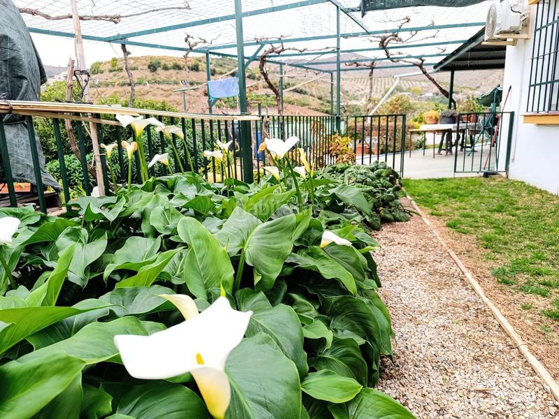 Foto 647222a5-2fa5-4c36-91b6-ccfe6c00a171. Chalet casa de campo en Camino Viejo de Málaga Vélez - Málaga