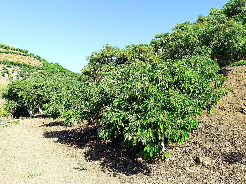 Foto 8c347086-3704-4a9f-9f74-b604cde8a709. Chalet casa de campo en Camino Viejo de Málaga Vélez - Málaga