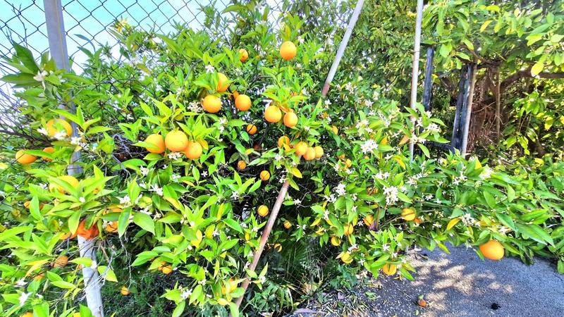 Foto b18872da-b718-4a47-84fc-29b384190d10. Chalet con parcheggio piscina in El Romeral-Peñón de Zapata Alhaurín de la Torre