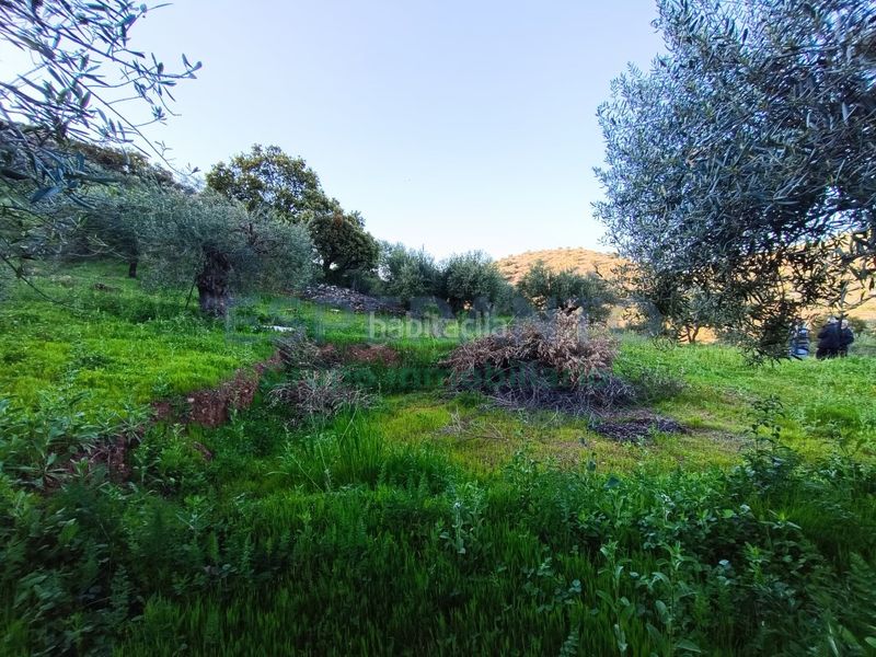 Foto 9dd9eee3-9b9c-4d60-8107-96a51be42bf0. Masia a Coín