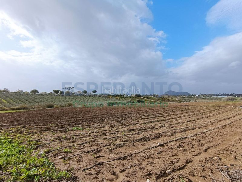 Foto b5fff9c8-be24-4e48-835c-330a5bfd0a7e. Finca rústica a Centro Alhaurín el Grande