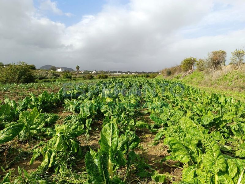 Foto f0facc25-f284-4e38-ba7b-ee0cd62b6dcd. Finca rústica a Centro Alhaurín el Grande