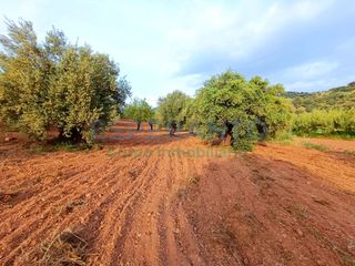 Finca rústica en Partida Llano Comisario