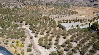 Finca rústica a Diseminado poligono 18 17. ¡gran oportunidad! parcela rústica poblada de olivos, cerca del