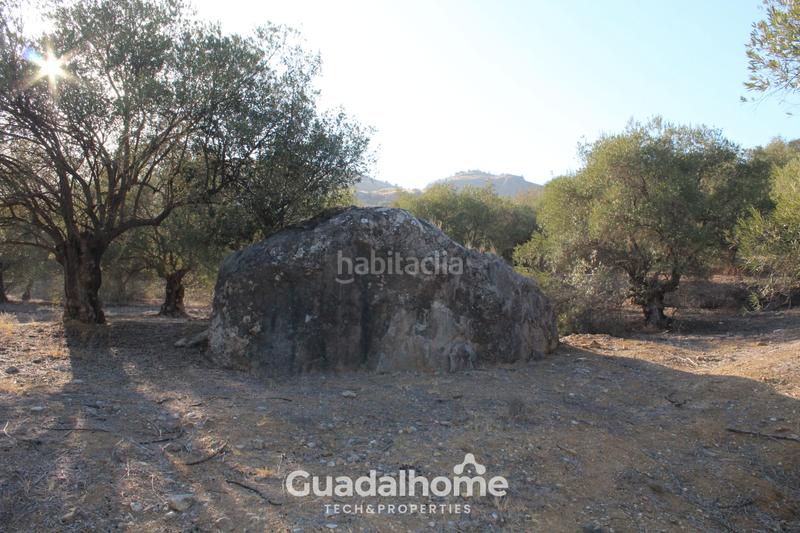 Foto 68fc3d37-ceb0-40fa-ab1e-247a9b6312fc. Finca rústica a diseminado poligono 18 17 a Álora