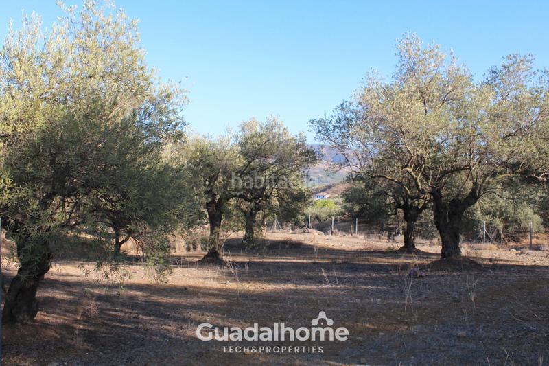 Foto fef0c897-0269-4cae-a46f-9c96cc8ee15e. Finca rústica a diseminado poligono 18 17 a Álora