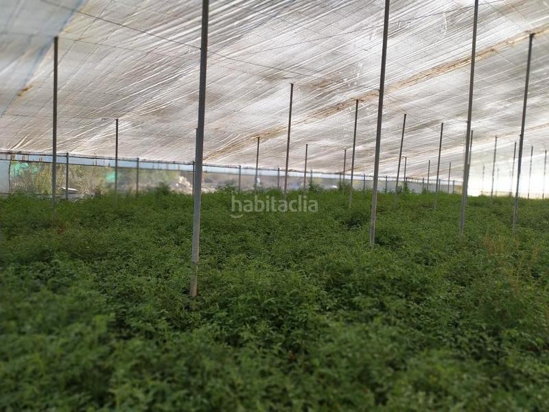 Foto 215b5154-5478-4975-92ca-2f46320c2f0c. Finca rústica a cv-84 9005 a El Toscar Elche / Elx