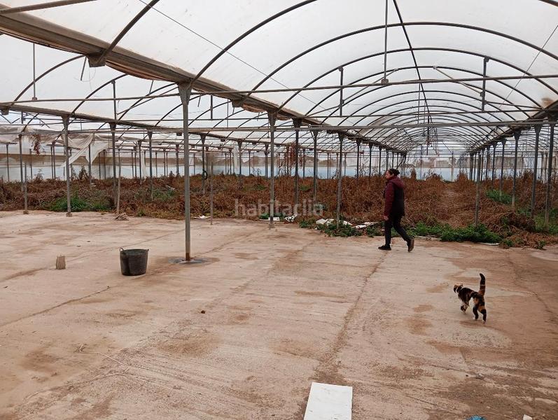 Foto ee69dcf4-2f8e-411d-9841-e83429c8c3f8. Finca rústica a cv-84 9005 a El Toscar Elche / Elx