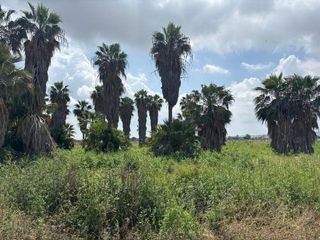 Landgut in Carretera san fulgencio 17. Tierra en san fulgencio-ref-23 a