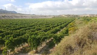 Propriété à Agost. Finca rústica