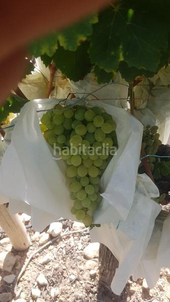 Foto f67d0489-3a1a-4c6d-89cf-3dd0f6885f28. Propriété dans Agost