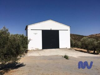 Landgut  Partido vega baja, valle de abdalagís. Preciosa finca rústica de olivos en producción con nave de 100m2