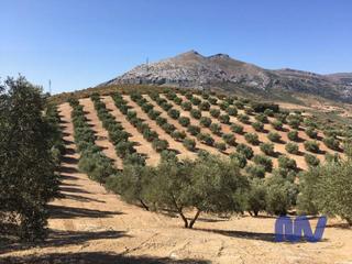 Finca rústica  Partido vega baja, valle de abdalagís. Preciosa finca rústica de olivos en producción con nave de 100m2