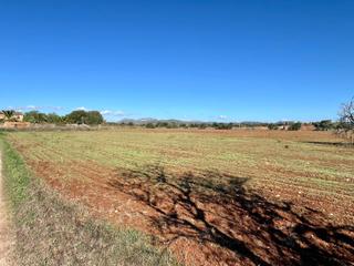 Terreny residencial  Es revellar, campos. Solar rústico con encanto entre sa ràpita y campos  mallorca