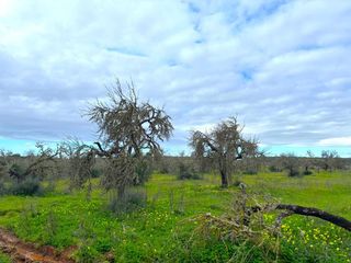 Rural plot in Zona Rústica - Interior. Oportunidad única en el corazón del sur de mallorca  finca rústi