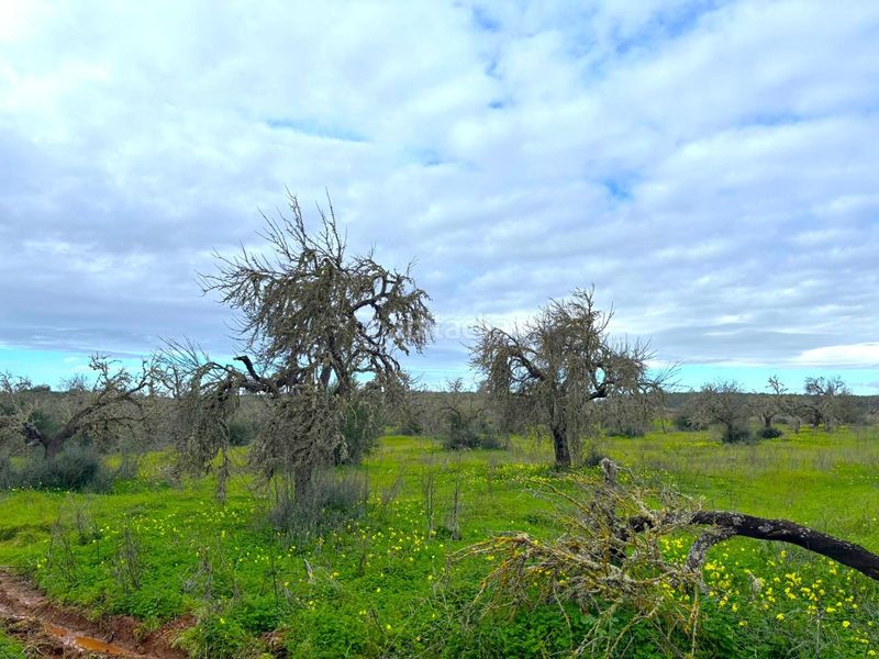 Foto 2c5780cf-4f5f-4f33-bc82-cb980df41327. Finca rústica a Zona Rústica - Interior Campos