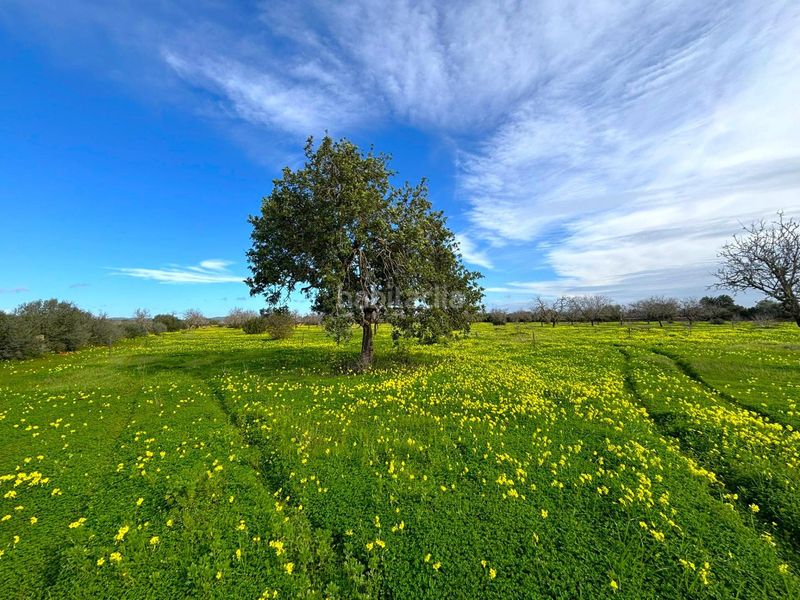 Foto cbf9a2c9-ba7c-4a1f-971b-eaf05816b608. Finca rústica a Zona Rústica - Interior Campos