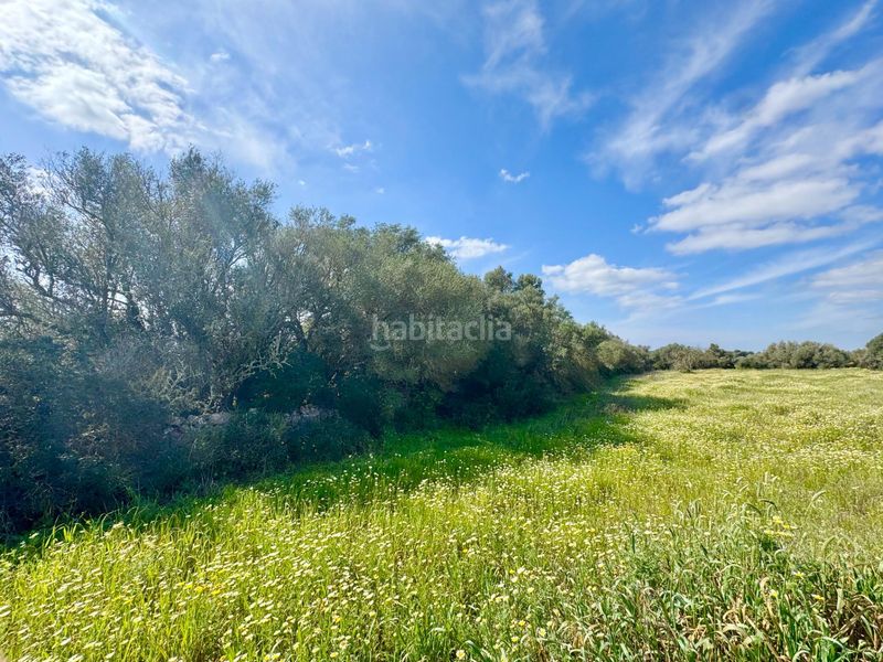 Foto 7a6f8554-4de6-4655-9ca9-0298a7d8be0c. Terreny residencial a Campos poble Campos