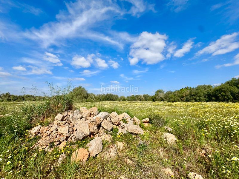 Foto af25515c-113f-4e5a-82c3-c39313ac747e. Terreny residencial a Campos poble Campos