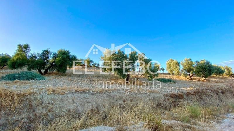 Foto 040bd690-bd7c-44e9-864f-fae248d335f4. Landgut in Centro Antequera