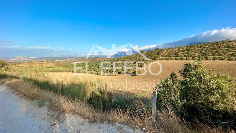 Foto 7266a681-7d84-4d44-b507-c344af48657c. Landgut in Centro Antequera