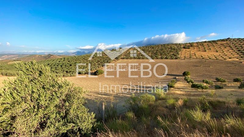 Foto a3e20e40-28d0-46a7-8a9a-26e76d5a04ff. Landgut in Centro Antequera