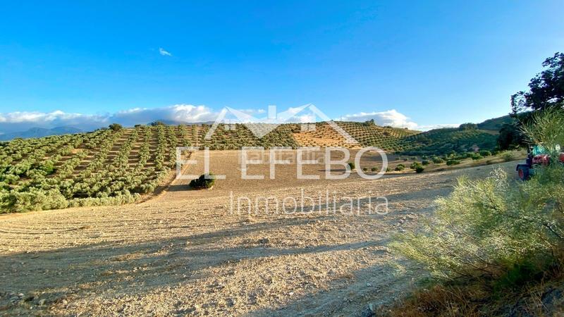 Foto d37ea852-8967-404d-b570-038f84601f87. Landgut in Centro Antequera