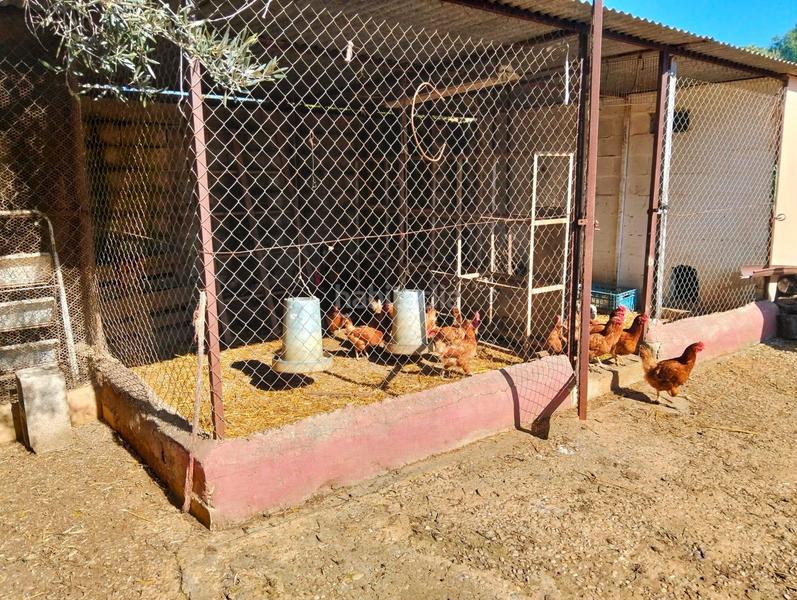 Foto 3125e3a2-94ab-4da0-b545-23586b8e5997. Xalet a pinar de los franceses 5 a Los Franceses - La Vega Chiclana de la Frontera